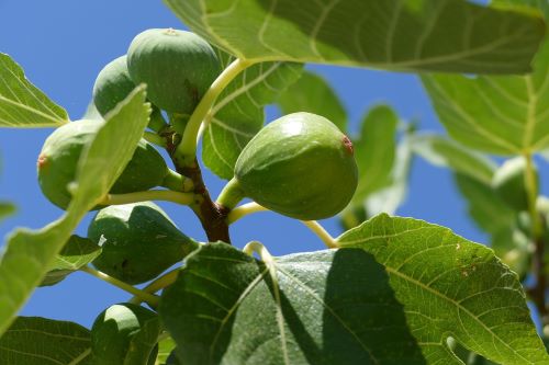 Come debellare La pianta di fico?